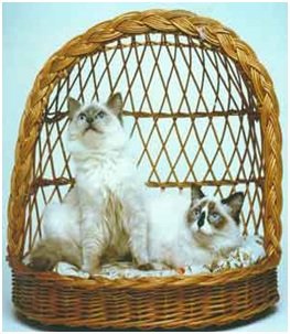 Barfield et Blossom of Patriarca - Premier couple de chats Ragdolls Français