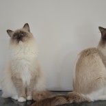 Flore et Floyd - 3 ans - Chatterie Ragdolls du Val de Beauvoir