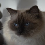 Flore - 4 ans - Chatterie Ragdolls du Val de Beauvoir