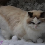 Ginger - noël - Chatterie Ragdolls du Val de Beauvoir