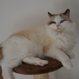 Ginger - 3 ans - Chatterie Ragdolls du Val de Beauvoir