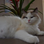 GINGER future maman - 5 ans - Chatterie Ragdolls du Val de Beauvoir