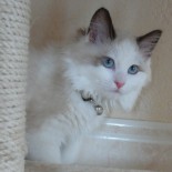 Ginger - 3 mois - Chatterie Ragdolls du Val de Beauvoir