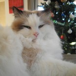 Ginger - nol 2014 - Chatterie Ragdolls du Val de Beauvoir
