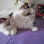 Ginger et son chaton - Chatterie Ragdolls du Val de Beauvoir