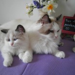 Ginger et son chaton  - Chatterie Ragdolls du Val de Beauvoir