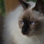 Holly - 2016 - Chatterie Ragdolls du Val de Beauvoir