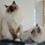 Holly et Idylle - 1 an 1/2 et 3 mois - Chatterie Ragdolls du Val de Beauvoir