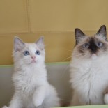 Holly et son chaton - Chatterie Ragdolls du Val de Beauvoir