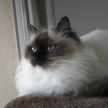 Holly - 2 ans - Chatterie Ragdolls du Val de Beauvoir