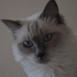 Idylle - 2 ans  - Chatterie Ragdolls du Val de Beauvoir