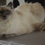 Idylle 2 ans  - Chatterie Ragdolls du Val de Beauvoir