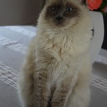 Idylle 2 ans  - Chatterie Ragdolls du Val de Beauvoir