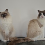 Floyd et Flore - 3 ans - Chatterie Ragdolls du Val de Beauvoir