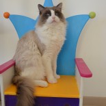 Floyd - 3 ans - Chatterie Ragdolls du Val de Beauvoir