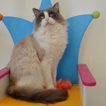 Floyd - 3 ans - Chatterie Ragdolls du Val de Beauvoir