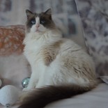 Floyd noël 2016 - Chatterie Ragdolls du Val de Beauvoir