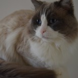 Floyd - 4 ans - Chatterie Ragdolls du Val de Beauvoir