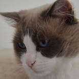 FLOYD - 2 ans - Chatterie Ragdolls du Val de Beauvoir