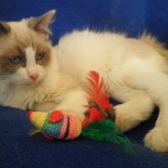 FLOYD - 4 mois 1/2 - Chatterie Ragdolls du Val de Beauvoir