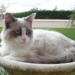 FLOYD - 7 mois - Chatterie Ragdolls du Val de Beauvoir