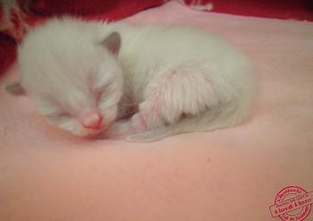 chaton ragdoll à 4 jours - Chatterie Ragdolls du Val de Beauvoir