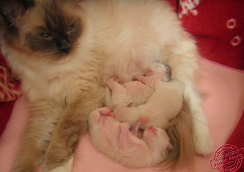 Flore et ses chatons - 4 jours - Chatterie Ragdolls du Val de Beauvoir