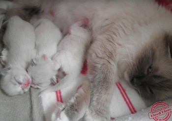 Flore et ses chatons - 7 jours - Chatterie Ragdolls du Val de Beauvoir