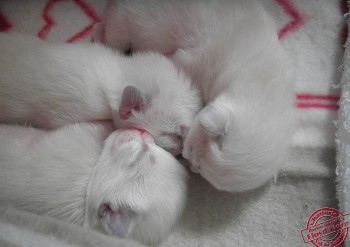 chatons à 7 jours - Chatterie Ragdolls du Val de Beauvoir