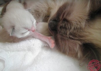 chaton à 7 jours  - Chatterie Ragdolls du Val de Beauvoir