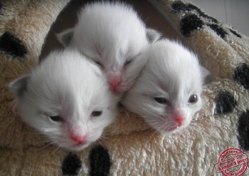 chatons Flore - 12 jours - Chatterie Ragdolls du Val de Beauvoir