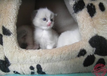 chaton  ragdoll mâle - 22 jours - Chatterie Ragdolls du Val de Beauvoir