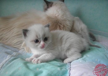 mâle blue bicolour - réservé - Chatterie Ragdolls du Val de Beauvoir