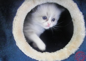 chaton mâle blue bicolour - 27 jours - Chatterie Ragdolls du Val de Beauvoir