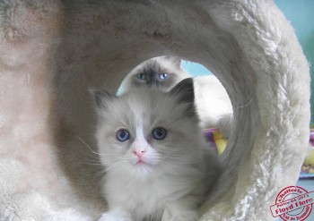 chaton mâle ragdoll - 5 semaines - Chatterie Ragdolls du Val de Beauvoir