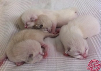 Les 4 chatons à la naissance - Chatterie Ragdolls du Val de Beauvoir