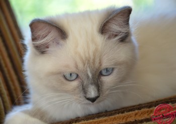 chatyon ragdoll blue point-mitted - Chatterie Ragdolls du Val de Beauvoir