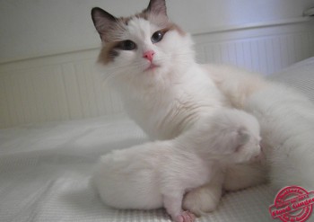 Ginger et son chaton - 8 jours - Chatterie Ragdolls du Val de Beauvoir