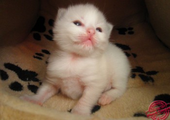 chaton ragdoll - 13 jours - Chatterie Ragdolls du Val de Beauvoir