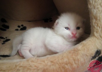 chaton ragdoll - 13 jours - Chatterie Ragdolls du Val de Beauvoir