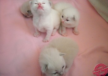 portée 4 chatons ragdoll - 13 jours - Chatterie Ragdolls du Val de Beauvoir