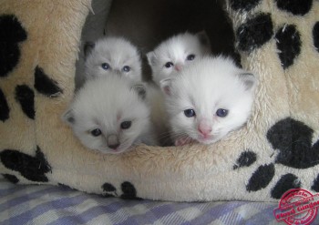 les 4 ragdollinous - Chatterie Ragdolls du Val de Beauvoir