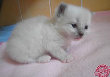 femelle blue point-mitted - 19 jours - Chatterie Ragdolls du Val de Beauvoir