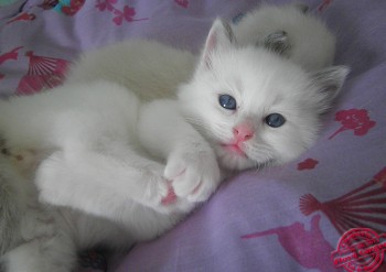 chaton mâle blue-bicolour n°2 - 27 jours - Chatterie Ragdolls du Val de Beauvoir