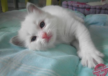 chaton mâle ragdoll blue bicolour n°1- 27 jours - Chatterie Ragdolls du Val de Beauvoir