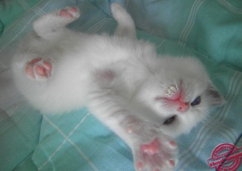 chaton mâle blue bicolour - Chatterie Ragdolls du Val de Beauvoir