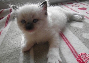 mâle seal point-mitted - 3 semaines - Chatterie Ragdolls du Val de Beauvoir