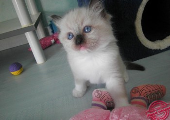 chaton mâle seal-mitted - 5 semaines - Chatterie Ragdolls du Val de Beauvoir