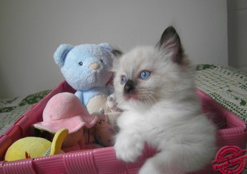 chaton mâle seal point-mitted - 5 semaines - Chatterie Ragdolls du Val de Beauvoir