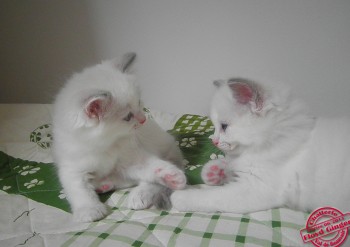 chatons ragdoll - 5 semaines - Chatterie Ragdolls du Val de Beauvoir